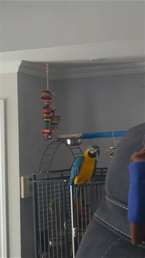 huge parrot dancing #parrot #macaw #dance #viral #trending #shorts #youtubeshorts #funny #reels #lol