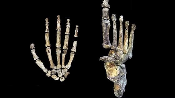 What They Don’t Want You to Know About Human Giants