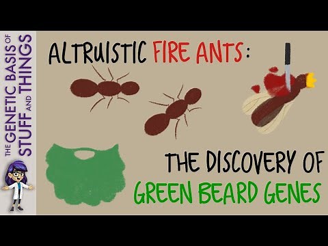 Altruistic fire ants: The discovery of green beard genes