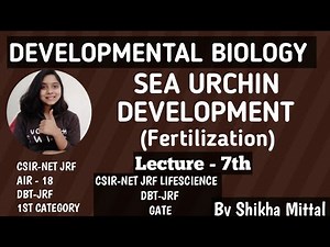 Sea Urchin Development - Lecture 7th Developmental Biology Csir-Net Jrf Lifescience Video Lecture | Crash Course for CSIR NET Life Sciences