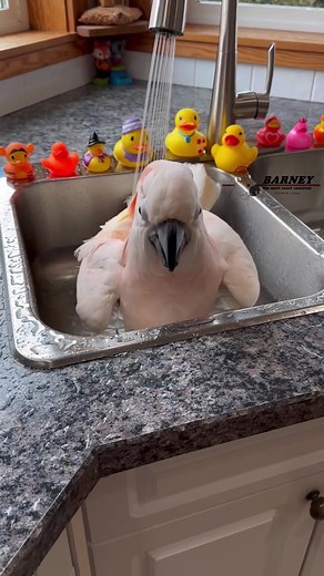 Barney the West Coast Cockatoo Bath Time Fun