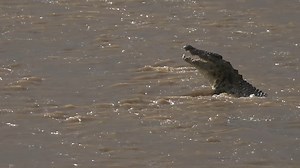 148K views · 8.7K reactions | The Ultimate Predator: Crocodiles Devour Their Prey | Wildearth | Facebook