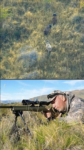 New Zealand Wild Sheep Hunt (300 yards) #trophyhunting