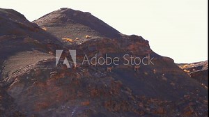Wild goat group herd of flock survive in nature by environment ranger park protection conservation from government and people preserve the wildlife from hunting and hunters become tourist guides