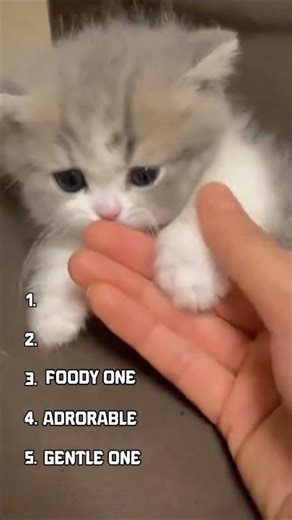 Ranking Top 5 Cutest Cat Moments PART 3... Which One? 😻🥺