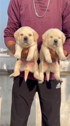 Labrador Male puppy 🐶#labradorpuppy #shortvideo #shorts