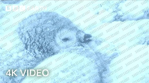 2025.12.12 【BBC Earth】2小时惊艳4K自然景观 ｜ 4K UHD ｜ BBC地球