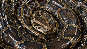 Iguanas fall, gators go dormant. How do frigid temps in Florida impact Burmese pythons?