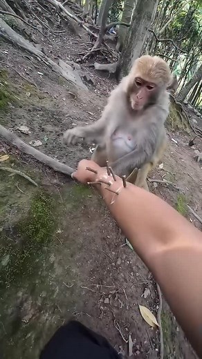 553K views · 1.1K reactions | A heartwarming moment shows a macaque...
