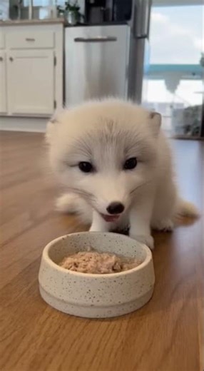 Baby Arctic Fox Eating Soft Food in the Kitchen ❄️🦊