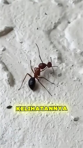 Ini Kematian Hewan Paling Brutal Di Dunia! Kisah Semut Zombie & Lalat Alien 👽🧠 #faktaunik #facts