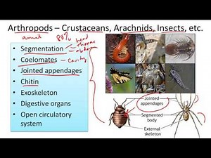 Arthropods; Insecta, Crustacea, and Arachnida