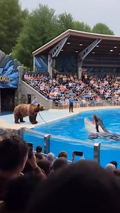 Aquatic WWE: Bear Smackdown Edition! 🐻 💥 🐬 #bear #orca #shark #killerwhale Comment “Dm” I’ll show you how I made this video! | Status.ai