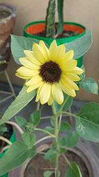 Sunflower 🌻 #sunflower #summerplants #summershorts