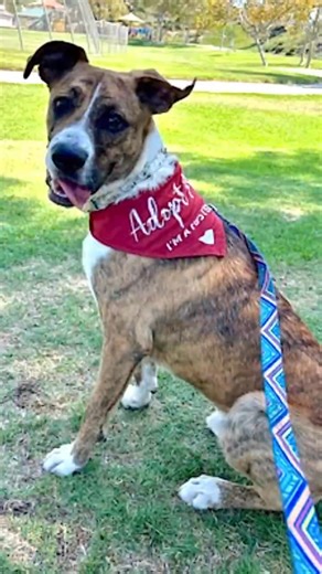 Meet Kasey, a ten-month-old Boxer mix in Corona, CA with a brindle coat and a heart that matches his goofy grin! 🐾 He’s 75 pounds of friendly fun who loves squeaky toys, flirt pole sessions, and showing off his ball-carrying strut. After early time in a shelter, he’s flourishing in foster care and soaking up guidance like a champ! He’s leash and crate trained, house-trained, neutered, and vaccinated. He recently completed an 8-day board and train and now nails sit, stay, down, go potty, and no 