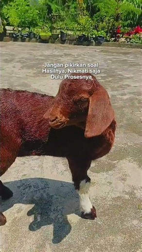 filial 2 boer goat