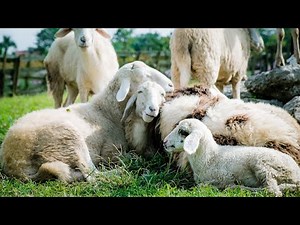 Sheep Sound Effects