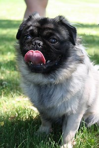Long-Haired Pug - Everything You Need To Know - Prefurred