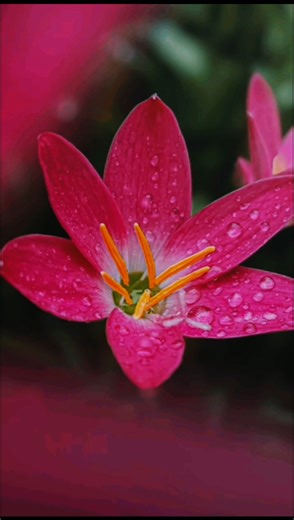 Phone Camera = DSLR 😱 | Cinematic Settings