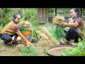 Spring Onion Harvest Day for the Local Market | Simple Living and Peaceful Countryside Moments
