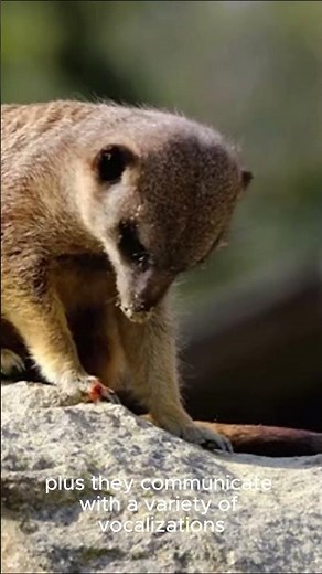 Meet the Marvelous Meerkats: Nature's Social Superstars!