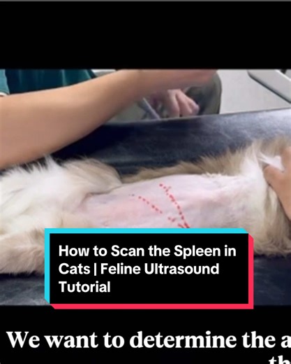 How to Scan the Spleen in Cats | Feline Ultrasound Tutorial#vetultrasound #FelineUltrasound#cathealth #ForYou