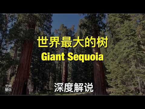 世界最大的树 Sequoia and Kings Canyon National Parks 深度解说 巨杉树 Giant Sequoia - 户外天堂