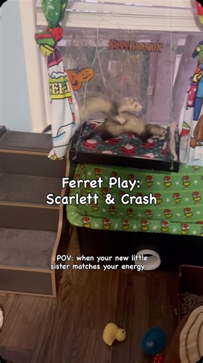 FerretTails on Instagram: "Scarlett can definitely hold her own when she plays with the boys, and this type of play is totally normal, especially at their age. On that note, it can be hard to tell the difference between ferret play and ferret fighting, especially if you’re not use to seeing it. In this video both ferrets are dooking, wrestling with pause and coming back for more in a playful way. Their tails aren’t bottle brushed (puffed out), they’re not retreating, peeing, or pooping in fear, 