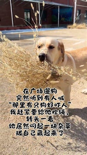 Shy Labrador Hesitates to Play with Kids: A Heartwarming Moment
