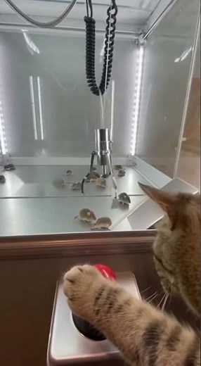CAT CATCHES MOUSE - This Hunt is ABSOLUTELY INCREDIBLE!