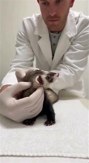 Cute Ferret Gets a Gentle Neck Exam at the Vet! 🦺🩺 #vetvisit #cuteferret #veterinarian