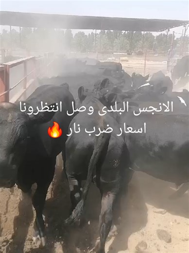 ‏#من #مزارعنا #الى #ملاحمنا #الشعب_الصيني_ماله_حل😂😂