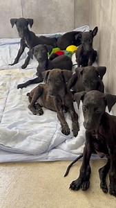 88K views · 4.8K reactions | Bucket pup update ~ they saw the vets...