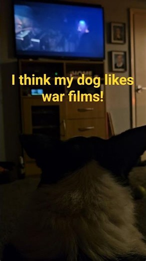 I think my dog enjoys war films!
