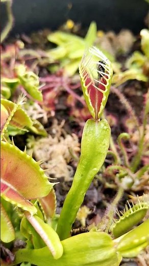 Giant Venus fly trap plant catching fly 😎#nature