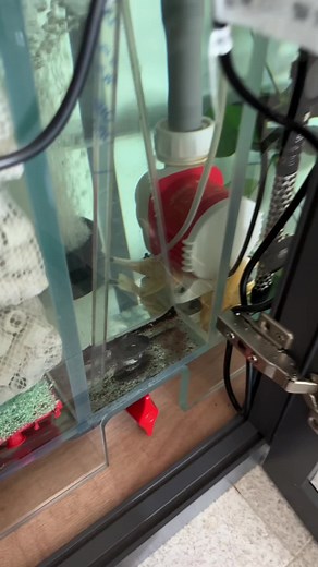 Our Advance and Ultimate Sump collects fish poop in our sedimentation chamber, which can then be released out with the flick of a valve! This takes the filtration load off the filter wool, giving you a longer lasting cleaner filter wool! Contact us to find out more on our revolutionary sump system today! #ZYFishTanks #ArowanaTank #FishTankSingapore #MonsterFish #Fishkeeping #Aquarium #ZYArowanaSeries #Arowana #ArowanaFish #ArowanaTank #ZYTigerSeries #Datnoids #TigerFish #DatnoidTank #ZYUltraClea