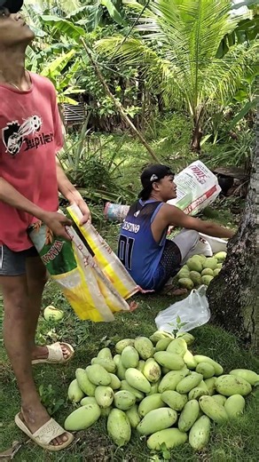 Assertive skills #mangoharvest
