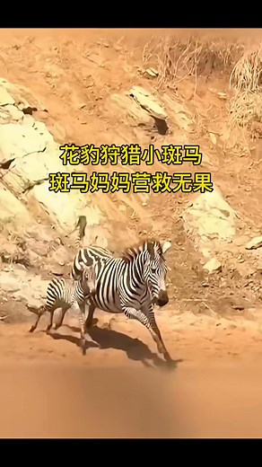 Leopard hunts zebra calf, mother tries to rescue it but fails #AnimalRealShot #Leopard #LeopardHunting please like share & follow | animal 201