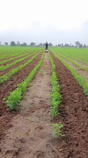447K views · 4.6K reactions | Multiple function cultivation machine Amazing Views | Top Views tv | Facebook