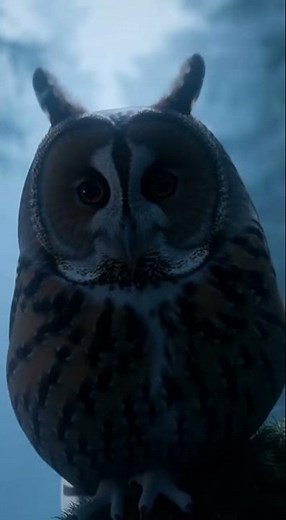 Wise Owl | Night Forest Ambience with Gentle Hoots for Sleep & Meditation
