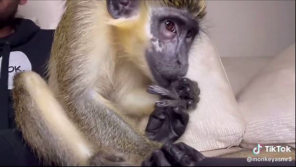 Exploring Relaxing Monkey ASMR for Ultimate Relaxation
