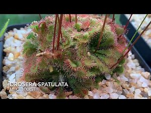 Drosera Spatulata Carnivorous Plant time-lapse feeding