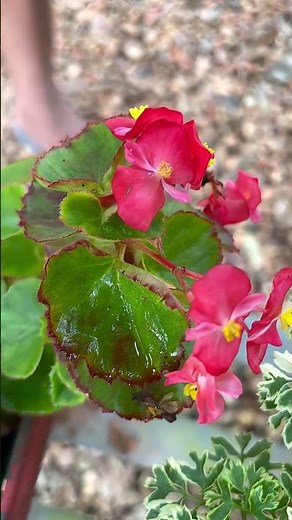Wax Begonia Flower 🌹 Red Begonia, Begonia x semperflorens-cultorum #flowers #nature #garden #love