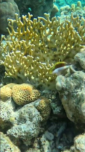 Hawkfish Moment 🐟✨ Perched Beauty That Slipped Away 🪸