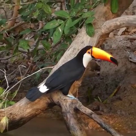 Breathtaking Boat Trip with Toco Toucan in Brazil