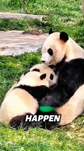 Abandoned Baby Panda Finds a New Family❤️🐼#shorts