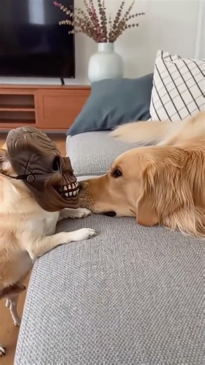 This is getting out of hand! Confusing animal behavior, hilarious and adorable pets.