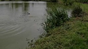 4.8K views · 132 reactions | Jumpin' Catfish..what about Jumpin'...