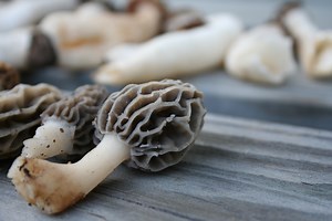 6 Expert Morel Hunting Tips You May Have Not Heard | OutdoorHub