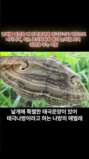 자귀나무와 태극나방, 나비의 공존 #태극나방 #호랑나비 #청띠제비나비 #제비나비 #자귀나무 #태극무늬